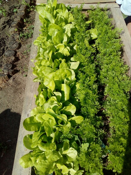 Uprawa warzyw w ogrodzie