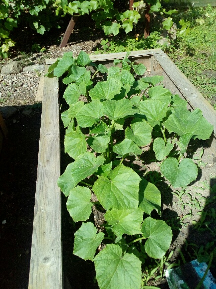 Uprawa warzyw w ogrodzie