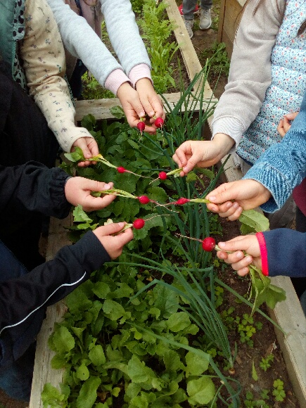 Uprawa warzyw w ogrodzie