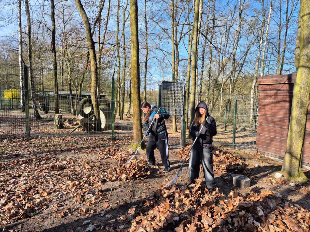 Uczniowie w trakcie prac porządkowych na terenie Zoo
