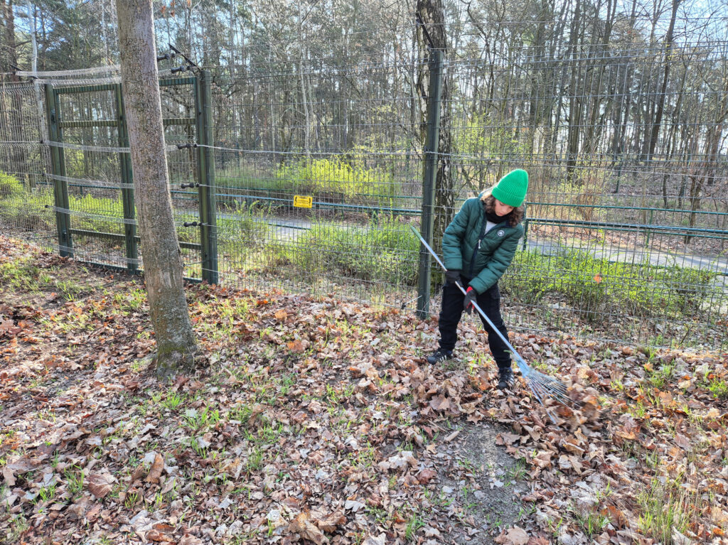 Uczniowie w trakcie prac porządkowych na terenie Zoo